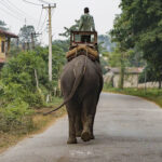 2024-10 - Népal - J11 - Parc National de Chitwan - 136